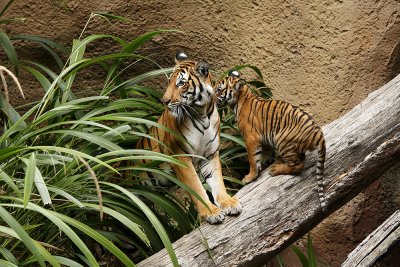 SD Zoo Tiger B102990.jpg