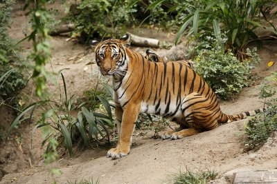 SD Zoo Tiger B103094.jpg