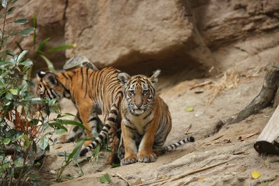 Tiger Cub SD Zoo 8548.jpg