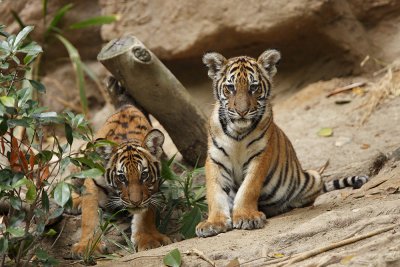 Tiger Cub SD Zoo 8554.jpg