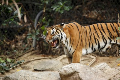 Tiger SD Zoo 8580.jpg