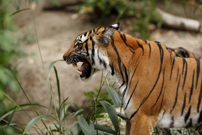 Tiger SD Zoo 8611.jpg