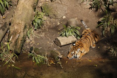 Tiger Cub 119249.JPG