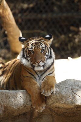 Tiger Cub 7158.JPG
