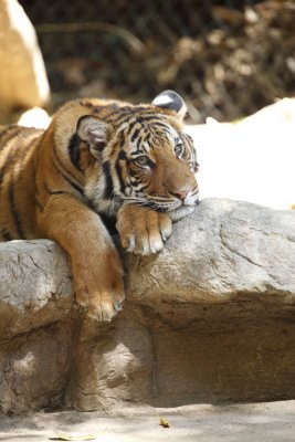 Tiger Cub 7108.jpg