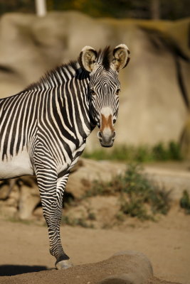 Zebra 119856.JPG