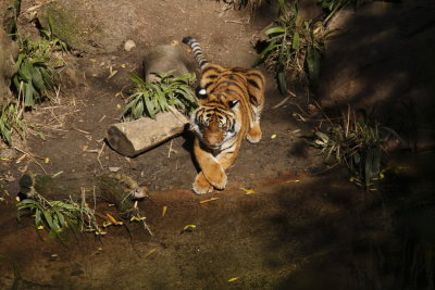 Tiger Cub 119208.JPG