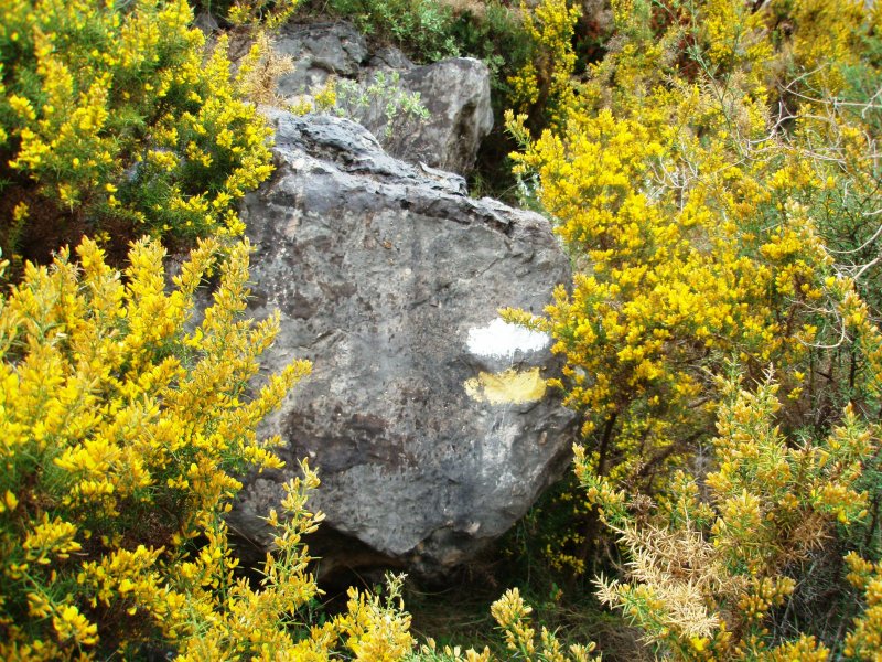 Yellow-white