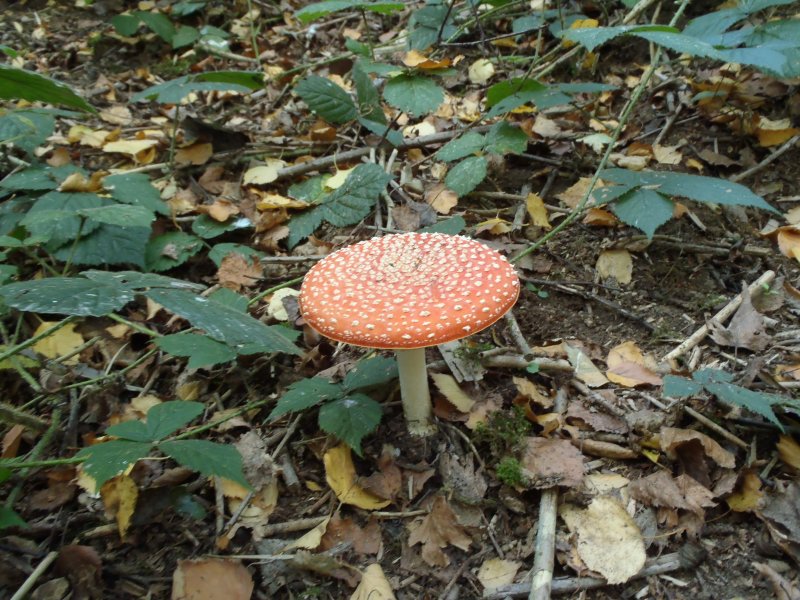 Toadstool