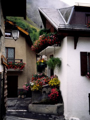 Colourful flowers