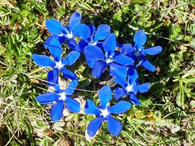 Spring Gentians