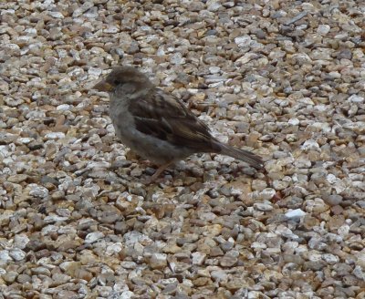 Sparrow on gravel