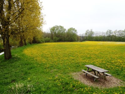 Picnic table and dandelions