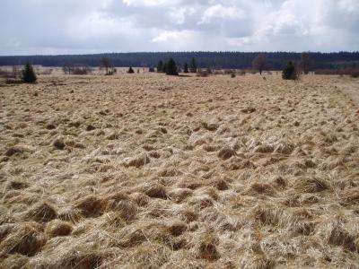 Withered tussocks