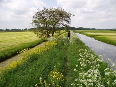 Flowers in the polder