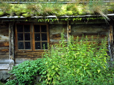 window behind weeds
