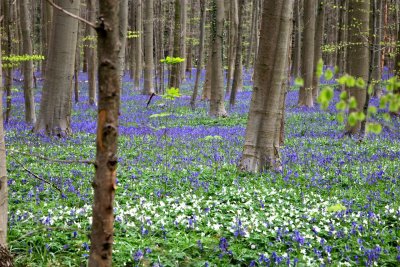 Bleubells Walk