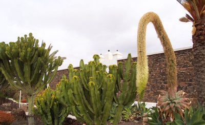 Canarian Garden