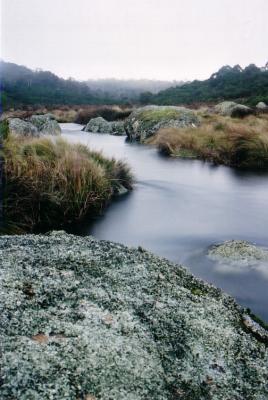 Saxby Creek, Barrington Tops National Park, NSW.