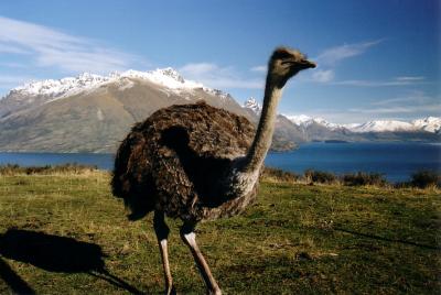 Ostrich in Queenstown, New Zealand