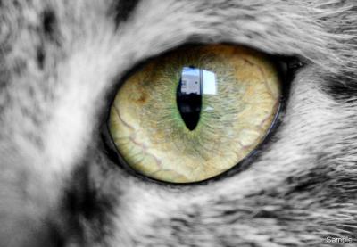 Cat's Eye