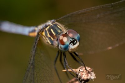 Dragonfly 19