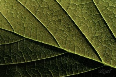 Leaf 2
