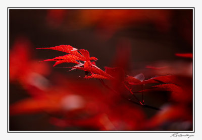 Japanese Maple At Sunrise