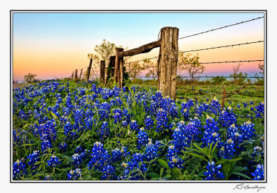 Bluebonnets-3521-Edit.jpg