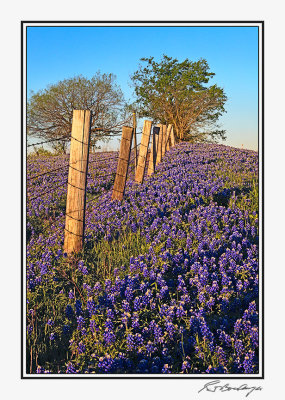 Bluebonnets-3537-Edit.jpg