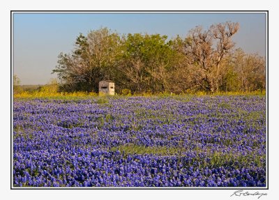 Bluebonnets-3544-Edit.jpg