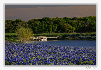 Bluebonnets-3551-Edit.jpg