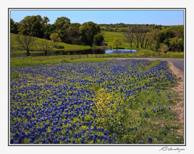 Bluebonnets-3592-Edit.jpg