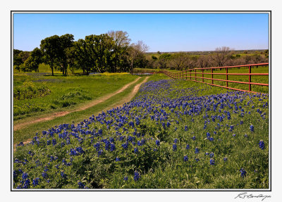 Bluebonnets-3596-Edit.jpg