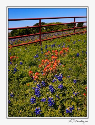 Bluebonnets-3606-Edit.jpg