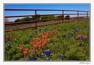 Bluebonnets-3607-Edit.jpg