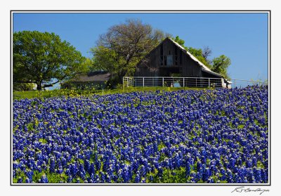 Bluebonnets-3564-Edit.jpg