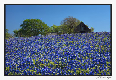 Bluebonnets-3566-Edit.jpg