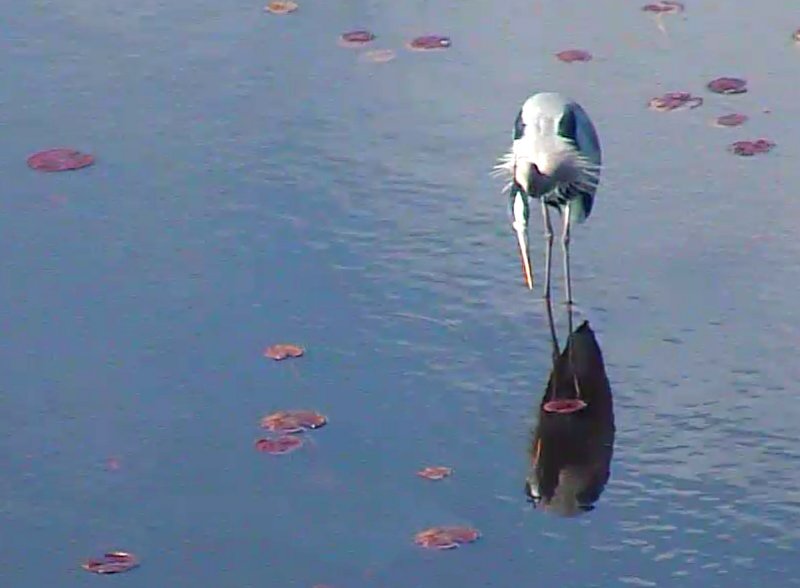 Male fishing-sees reflection