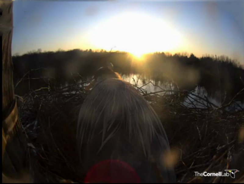 Heron Female on nest at sunset: water on lens and lens flare