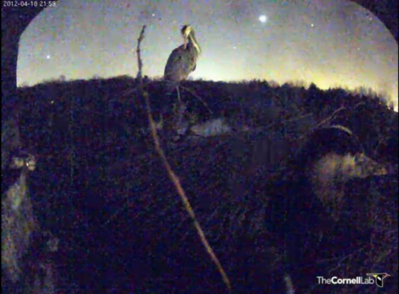 night- Mom Preening Dad On Eggs; Venus in sky