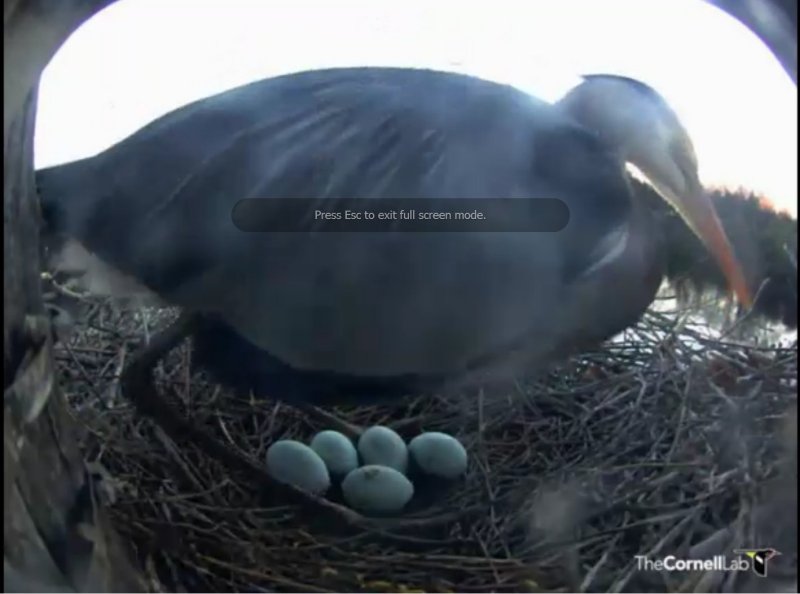 Heron descendeing on Eggs