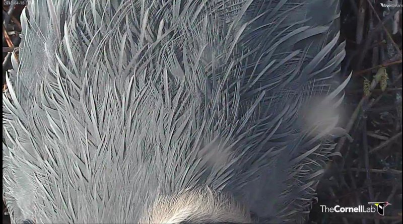 Heron featheres1
