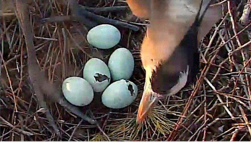 eggs Pipping2