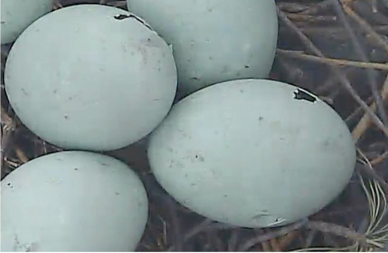 eggs Pipping1