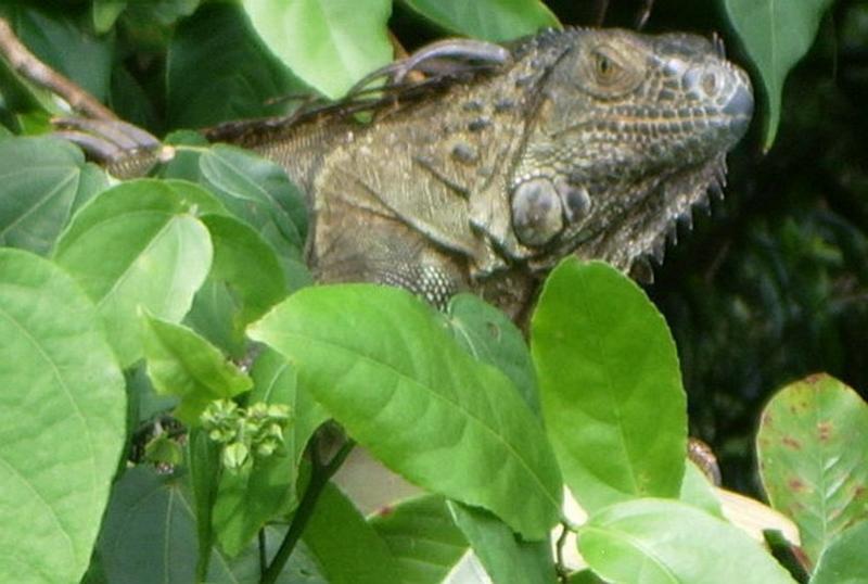 Iguana.jpg