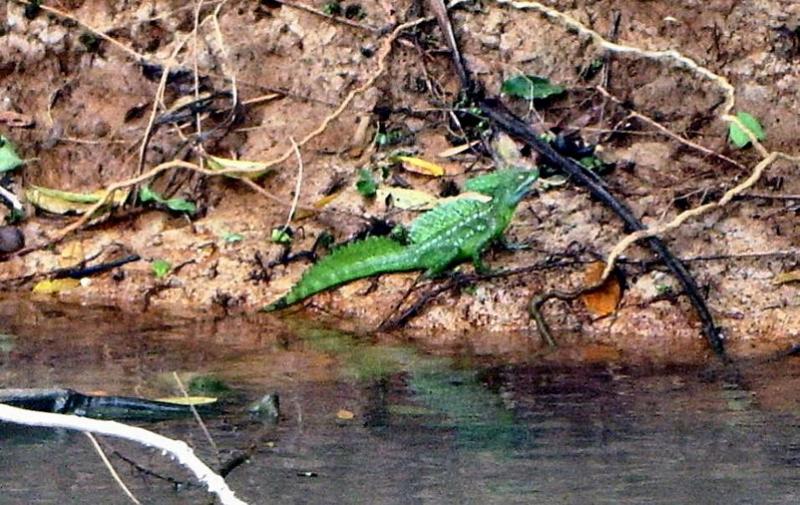 Jesus Christ Lizard1.JPG
