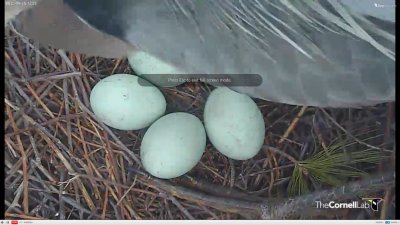 Heron eggs
