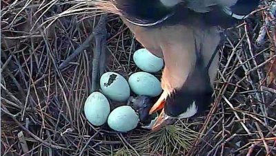 baby1 Hatching- dad removing shell
