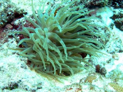 Anemone2 St Croix.jpg